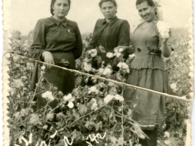 Zbiórka bawełny przez Polki zesłane w głąb ZSRS (w środku Maria Szota)